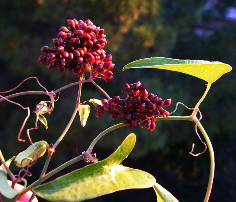 Smilax aspera - salsapariglia